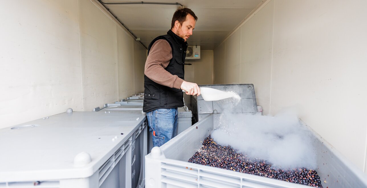 Koude maceratie in de huurkoelcel met additioneel gebruik van droogijs.